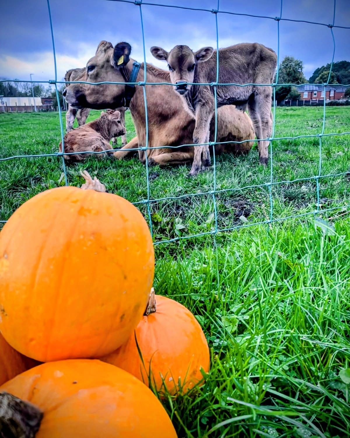 JG Pumpkin Pickin’